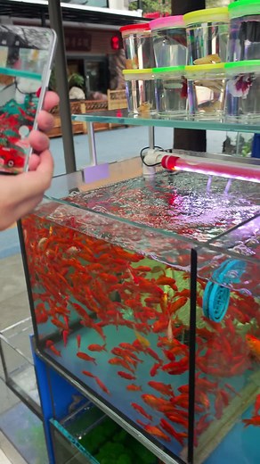 📱HONOR Camera📸#honor #honorx7c