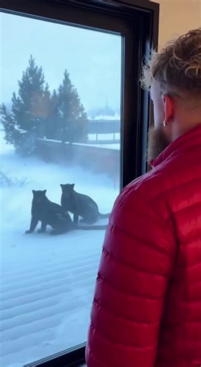 Two snow leopards appeared at my doorstep and led me into the woods, and then...#SnowLeopardRescue #WildlifeHero #BlizzardMiracle #AnimalRescue #HeartwarmingStor