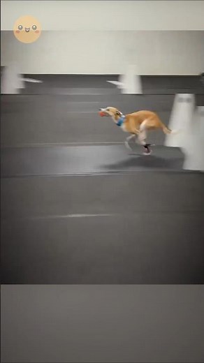 Why Greyhounds are the Fastest