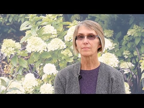 How to pronounce "Hydrangea quercifolia"