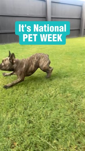  It’s National Pet Week, and we’re thrilled to share our love for our furry friends! From their endearing head tilts to their hilarious zoomies, every quirk just makes us love them more.  Show us your pets and their quirkiest habits!  | Vet Products Direct | Facebook