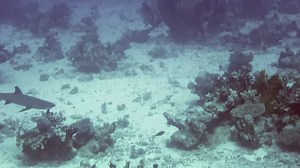 Whitetip reef sharks are one of the many shark species we can find in the Red Sea. This one was spotted at Shaab Marsa Alam, a dive site accessible from Marsa Nakari Village. Find out all the information about our dive sites here: 👇🏼 🌐 www.redsea-divingsafari.com/dive-sites 📷 Video by: Thomas | Red Sea Diving Safari