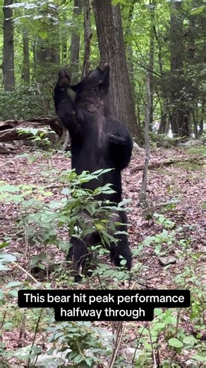 Bear dances to music then loses rhythm — funny wildlife clip