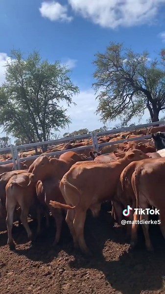 Missing it abit🤟🐗🐂#fyp #dogs #cows #mustering #cattleyards #boars #cattletruck #motorbikes