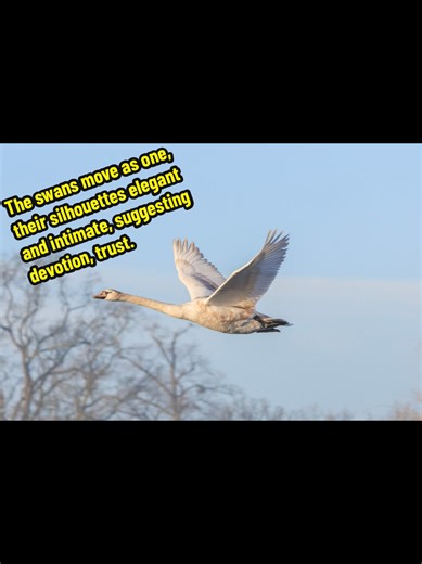 A Soft, cinematic silhouettes of 3 swans flying side by side against a vast, glowing sunset sky, their wings outstretched in perfect harmony. The sun hangs low on the horizon, bathing the scene in warm shades of amber, rose gold, and soft lavender, creating a dreamy, romantic glow. Below them, calm water mirrors the sky like molten light, gently rippling with reflections of fire and dusk. The swans move as one, their silhouettes elegant and intimate, suggesting devotion, trust, and a timeless bo