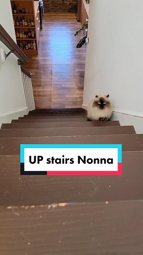 Nonna the Munchkin Cat Hops Up the Stairs | Cute Cat Video