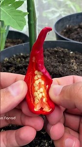 So easy, how to grow chilies quickly #kebunnanad #gardneing #Growth #growing #planting #minigarden