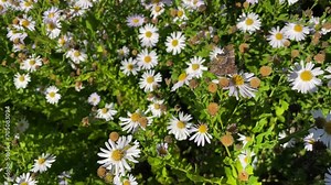 Comma butterfly (Polygonia c-album) moving around on a daisy in Zurich, Switzerland