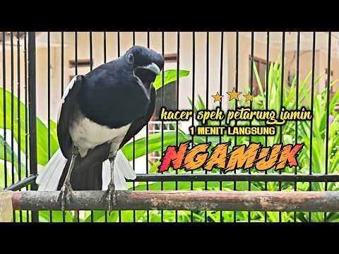 Suara Burung Kacer Ini Bikin Naik Emosi Lawan Auto Gacor , Kacer Apapun Langsumg Nyaut