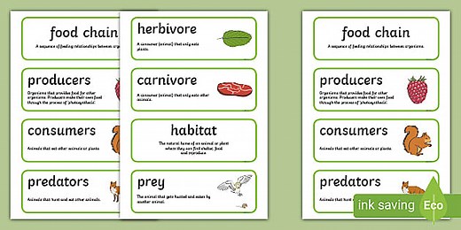 Food Chain Word Cards