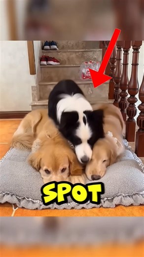 Dog Love ❤️ #pets #dogs #trending #viral #animallife #commentary #animals #funny #shorts #doggie