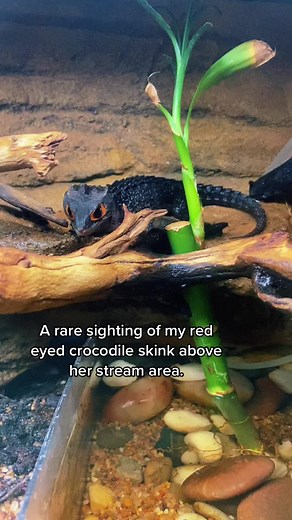 Rare Sighting of Red-Eyed Crocodile Skink Above Stream Area