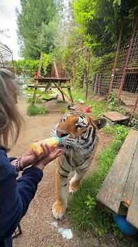 Cleaning a tiger's eyes? #lion #tiger #normandy
