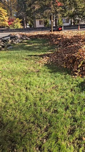 Picking up leave 🍁🍂🍃 Blowing, cutting back perennials, mowing and taking away. #fairfieldct #gardening #landscaping #dubonslandscaping #lawnlife #westonct #perennials #darienct | Dubons Landscaping