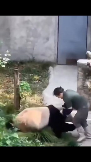 This Panda 🐼 attack breeder...😱😱 #wildlife #animals #fyp | Wild Animal Facts