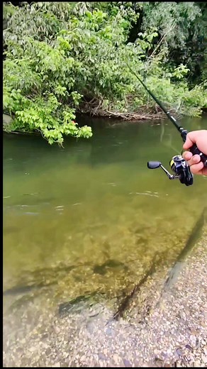 Fishing Adventures in Croatia: Catching Fish Under Trees