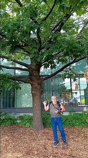 🌳🍁 The American Red Oak: Nature's Giant 🪵🌲 #nature #viral #shorts