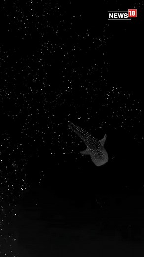 8.8K views | A video showing a whale "floating through space" has surfaced on the internet! Surprised? Well, the mammal is actually gliding through bioluminescent algae but the black and white scene makes it appear like space. In the video, the algae are attached to the body of the whale and shine like stars. The same colony of micro-organisms has filled the tranquil water of the sea, making it appear like actual space. #space #Whale #algae #bioluminescentalgae | News18 | Facebook