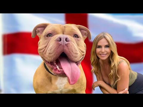 THE OLDE ENGLISH BULLDOGGE - HE'S BACK, HEALTHIER & DEADLIER THAN BEFORE!