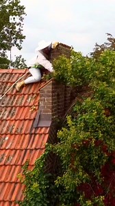 Check out this dramatic ivy overgrowth removal 🤯 "I was wearing protective clothes because I was expecting to get attacked by the thousands of bees in the ivy. And no, there was not one single upset bee." 📹 IG/ @old_school_moaboa and @bermanjordan 💚 Get more gardening tips from Gardening Australia: http://ab.co/gardeningaus 📩 Sign up for our weekly newsletter: https://ab.co/GardeningAusNewsletter 📺 Catch up with all episodes of Gardening Australia on iview: https://ab.co/GardeningAustraliai