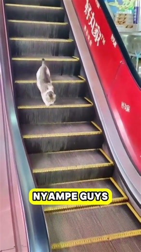 kucing turun pake eskalator #ytshorts #kucinglucu #cat #cute #cutecat #kucing