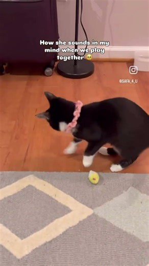 🌸baby mine🌸 #catmom #life #cats #cute #play #petlover #subscribe