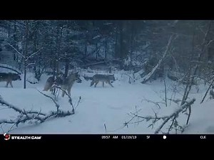Wisconsin wolf pack on trail camera