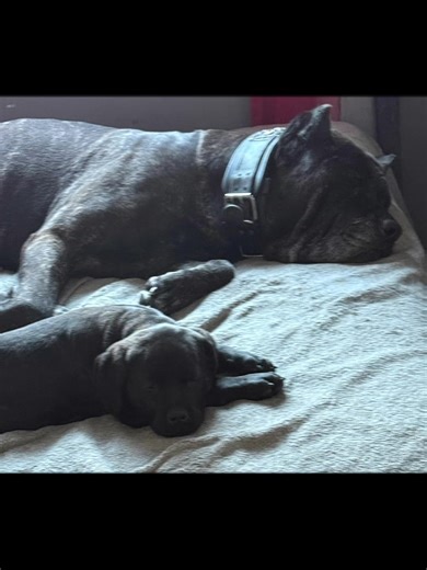 Understanding the Cane Corso: A Family Companion