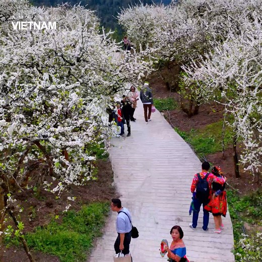 Cảnh tượng mùa hoa mận nở trắng núi rừng Mộc Châu 🌸 | Amazing Vietnam