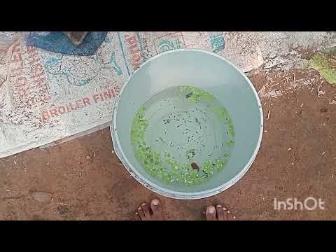 White tuxedo guppy fish tank cleaning video