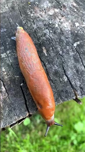 Slugs in Germany