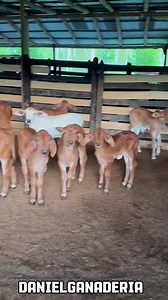 Hembras crías brahaman 🐮 | Daniel Ganaderia