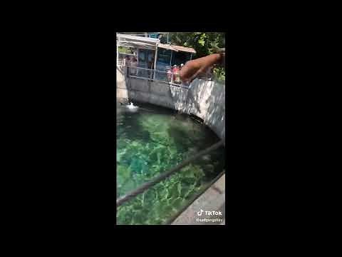 Seal Screaming Because The Fish Was To good