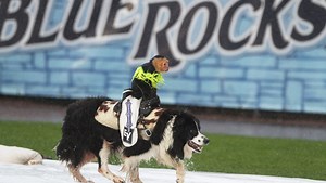 Beloved Blue Rocks Cowboy Monkey Rodeo riles PETA