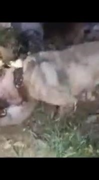 KANGAL KURT Boğmaları