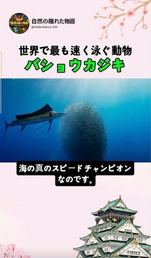 世界で最も速く泳ぐ動物――バショウカジキ #セイルフィッシュ