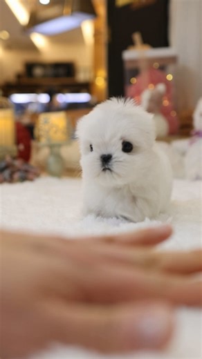 MINIPET puppiesforsale on Instagram: "MALTESE BOY! "BUDDY" Tiny steps, big charm 🤍 A perfect Maltese boy waddling around with confidence😍 Short little legs, deep eyeliner eyes, and that irresistibly short nose… Every detail feels just right. Meet Buddy — born to steal hearts, one tiny step at a time💥💫 #maltesepuppies #puppylovers #puppyreel #puppylove"