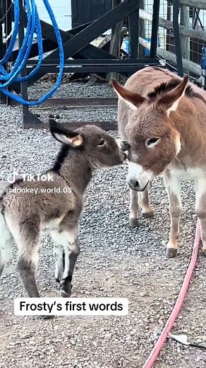 Frosty the Mini Donkey Colt Learns to Bray