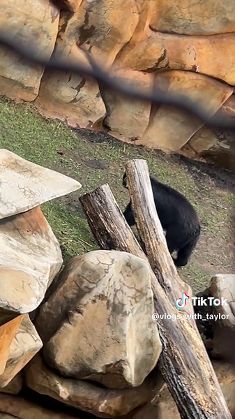 #fyp #fypシ #foryoupage #jeep #jeepinvasion #jeepinvasion2025 #tn #tennessee #wrangler #cherokee #cherokeexj #xj #jeepwrangler #cadescove #pigeonforge #gatlinburg #blackbear #porsche #slammedenuff #loweredlifestyle