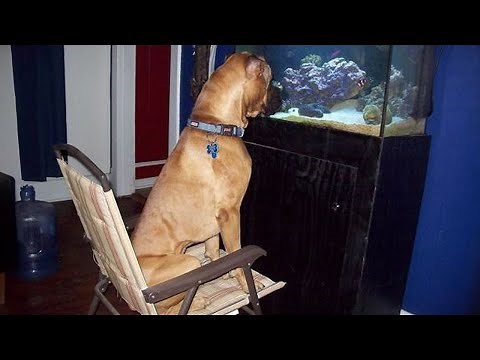 FUNNY DOG VIDEOS That Are Impawsible Not To Laugh At