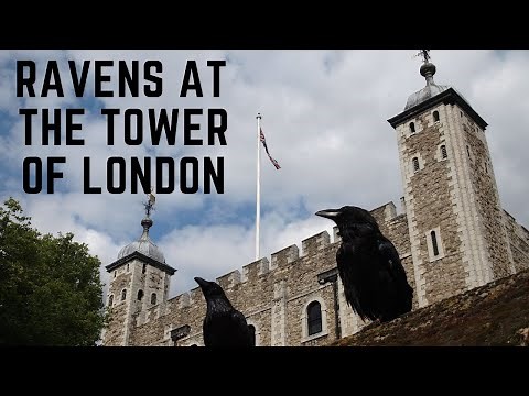 Why Are Ravens Kept At The Tower Of London?