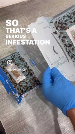 Essex Pest Proof | Pest Control Experts | 🚨🪳 Cockroach Infestation in Southend-on-Sea – Here’s How We Treated It We were called to a flat in Southend on Sea, Essex after the... | Instagram