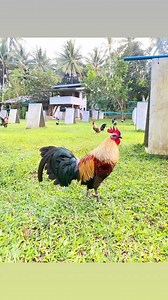 Home of YSAY Dirtygrey💪💪💪 Proven & Tested early maturing the best Multimax D5 & B-MEG INTEGRA Lines mura at dekalidad na produkto, bilis kita💯 Parang kailan lang at may prueba☝️ #Norovit #wormxmaxx #feathershineshampoo #smahcproducts #bmegintegralines | Jack Veborah Torculas Sabadisto