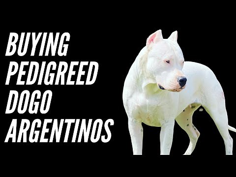 BUYING DOGO ARGENTINO DOGS | HOW MUCH SHOULD I SPEND?