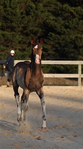 KEYSTONE DRESSAGE on Instagram: "We 𝐋𝐎𝐕𝐄 watching our babies grow up. 𝐅𝐥𝐚𝐬𝐡𝐛𝐚𝐜𝐤 to 𝑲𝒆𝒚𝒔𝒕𝒐𝒏𝒆 𝑺𝒂𝒊𝒏𝒕𝒍𝒚 (𝗦𝗮𝗻 𝗔𝗺𝗼𝘂𝗿 𝘅 𝗔𝗘𝗔 𝗧𝘂𝗰𝗵𝗶𝗻𝘀𝗸𝗶) showing us her moves as a foal. Now 𝟮𝘆𝗼 this wonderful filly is looking even more spectacular 🤩🦄🩷 Thank you @hellohighhorse and @mirotectechnology for supporting Keystone horses to stay and happy and healthy. 💙🤍❤️ 🎥 @unicorn.video.productions #horse #horses #horsesofinstagram #horseshow #equine #equinesofinstagra