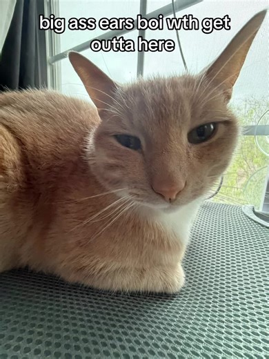 Funniest Cat Reactions to Big Ears