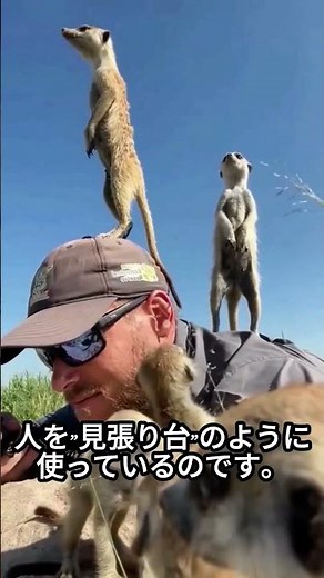 なぜ人に乗る？ミーアキャットの本当の理由