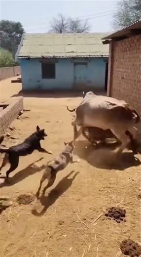 🐅 TIGER ATTACK! Cow Rams Tiger to Release Calf! 【衝撃】子牛を奪うトラに母牛が激突！決死の救出劇