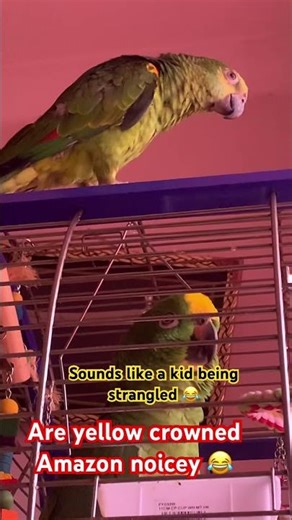 Yellow crowned Amazon parrot screaming 😂#parrot #amazonparrot #viral
