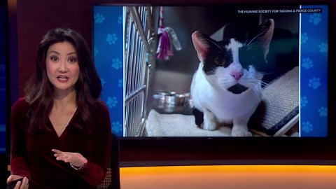 Pet Rescue of the Week: Avatar